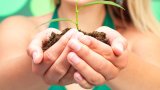 En plante som spirer.