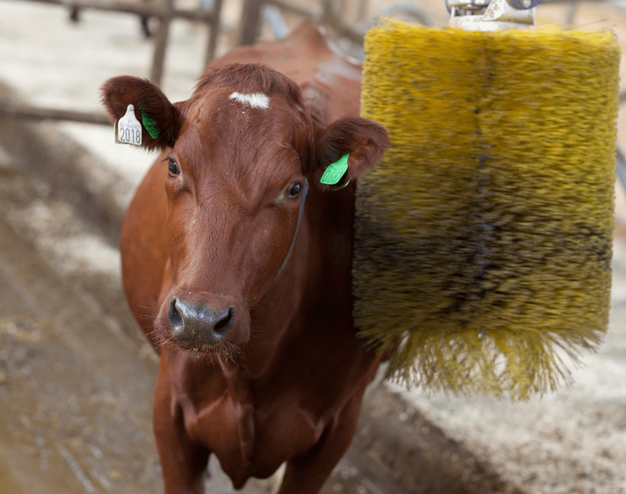 Dyrevelferd- Ku som blir vasket med børste