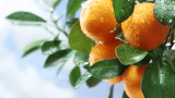 Duggfriske appelsiner