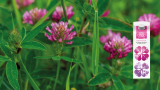 Tinemelk Lett produktbilde med blomsterbakgrunn