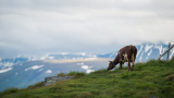 Ku på gress omringet av flott landskap.