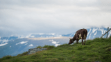 Ku på beite i Valdres