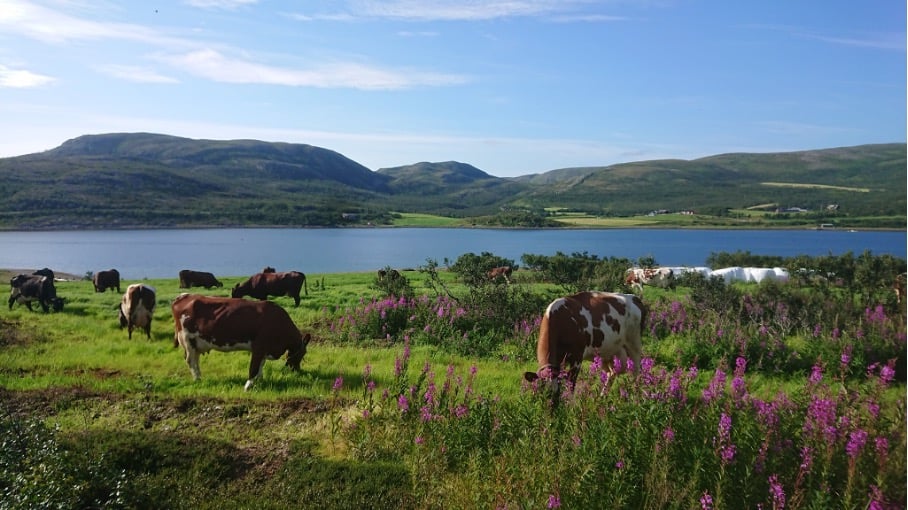 Kyr i nord